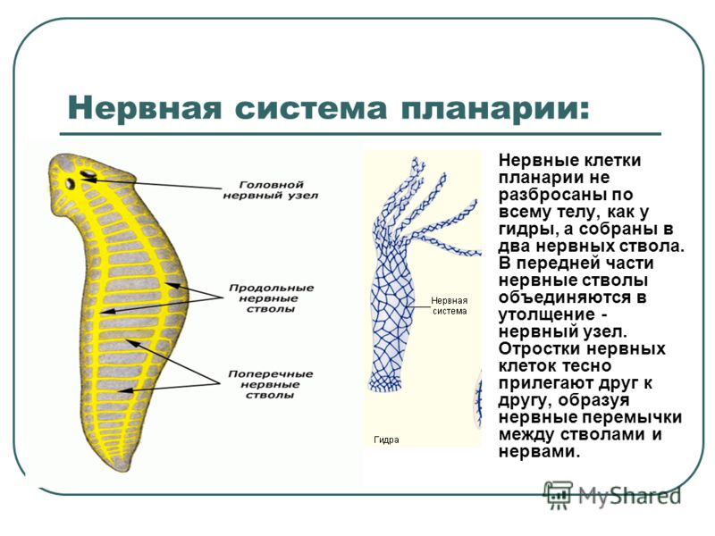 Даркнет официальный сайт вход